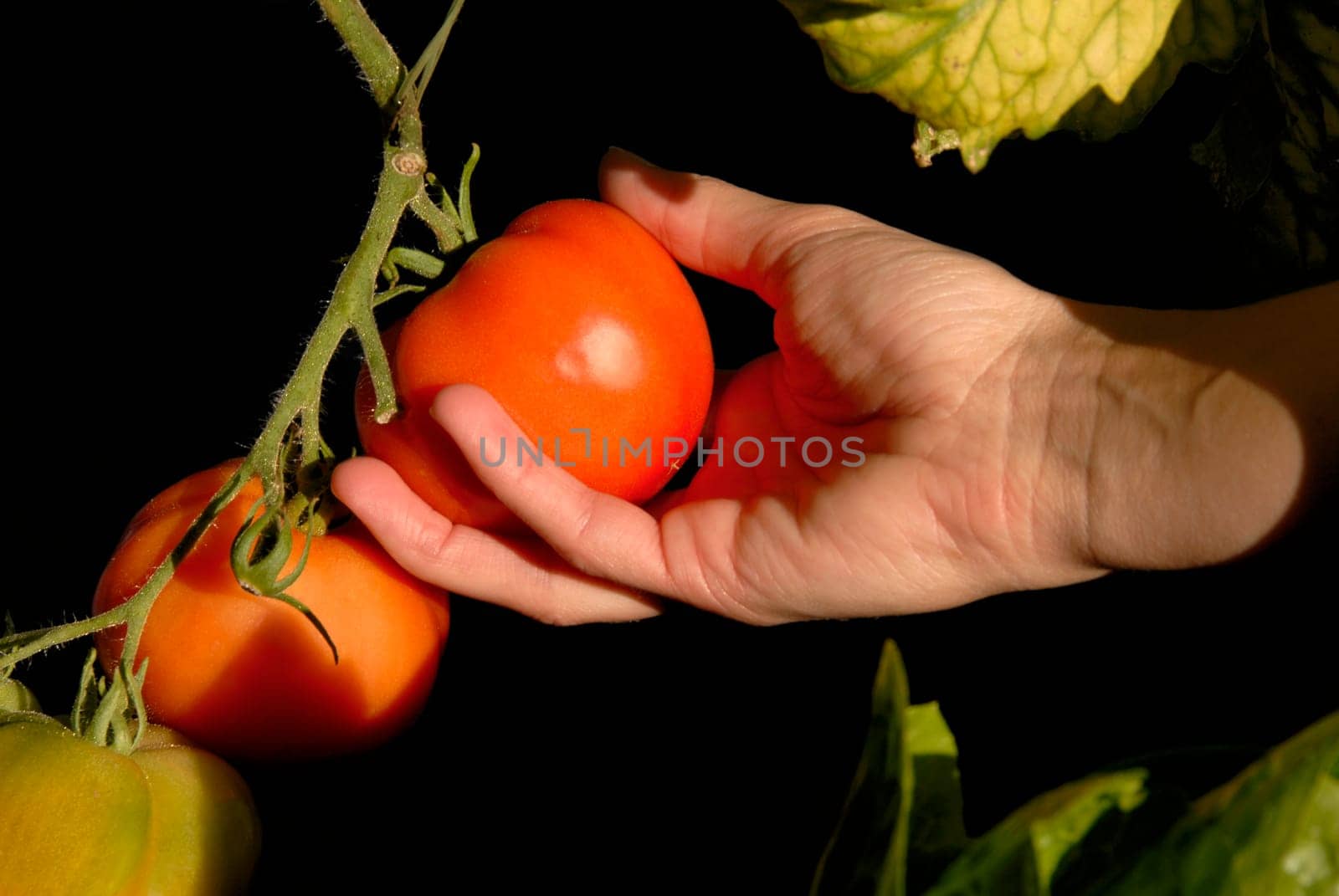 Tomato harvest
