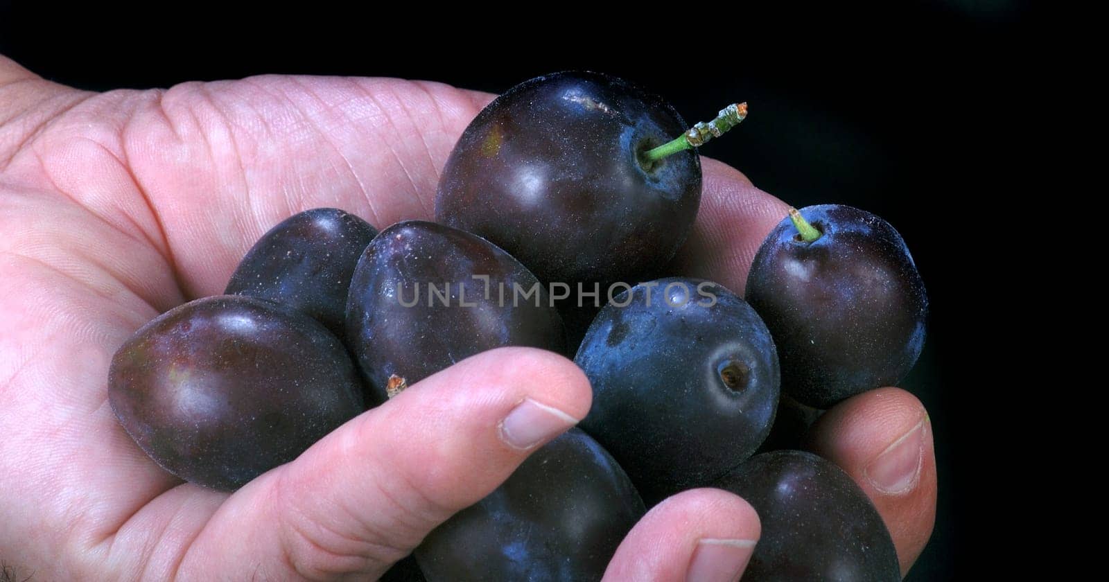 Hand with fresh plums