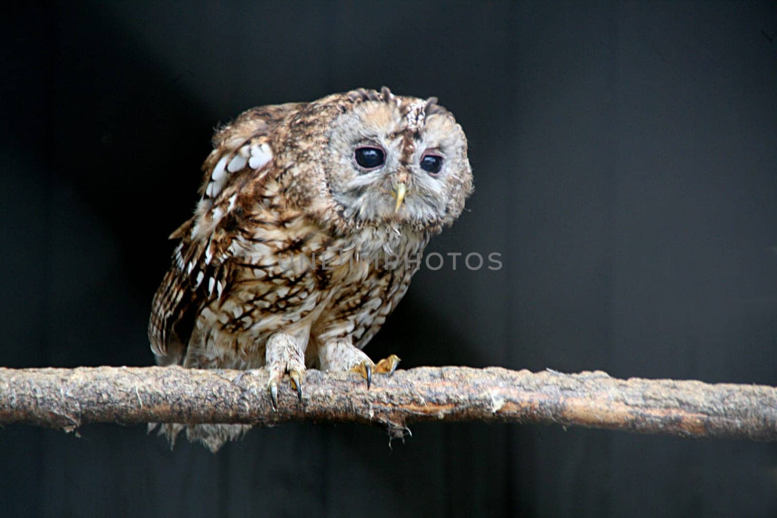 Tawny owl