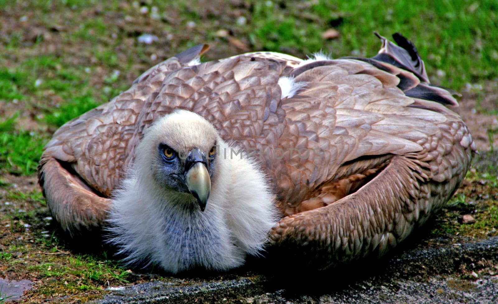 Vulture whale