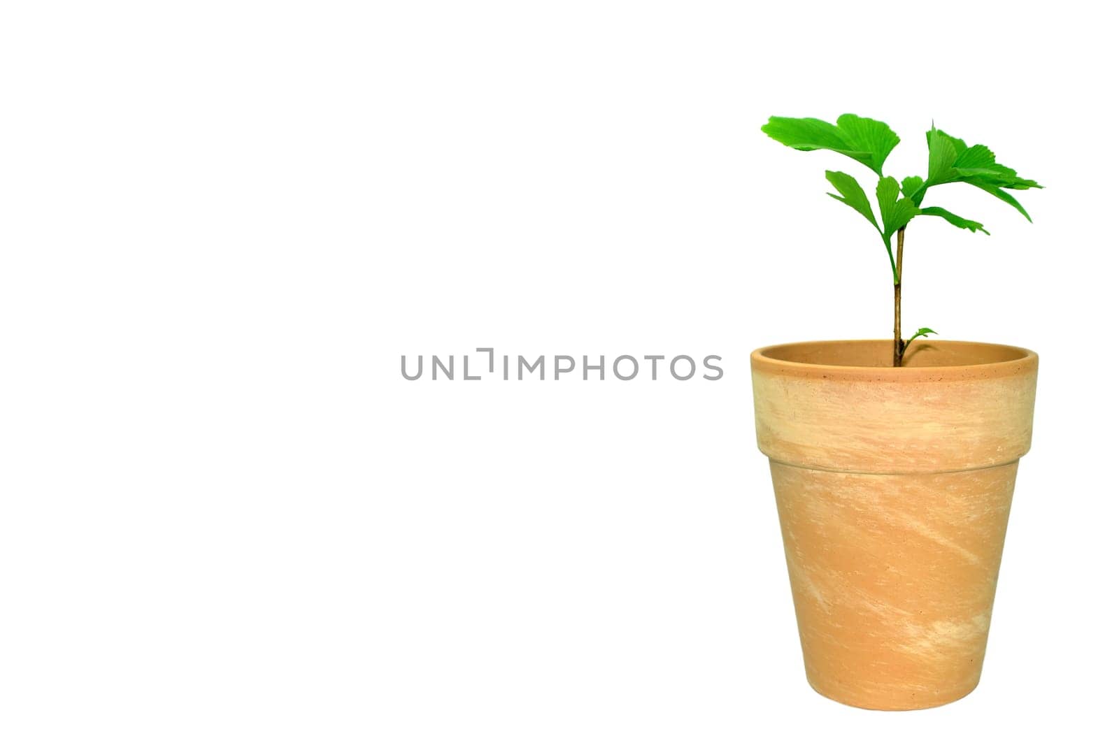 Sapling