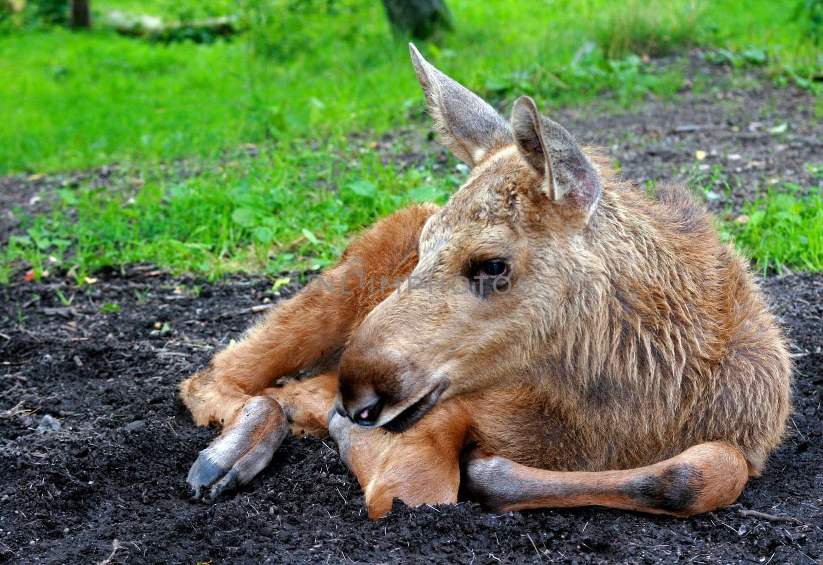 Elk calf