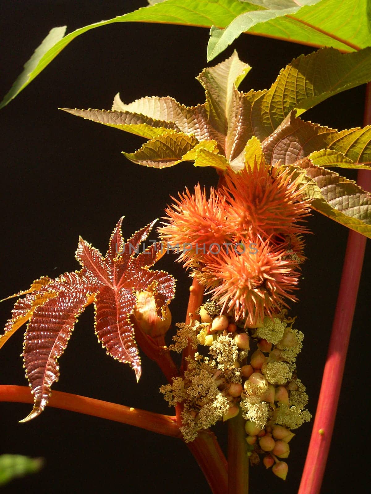 Wunderbaum 02