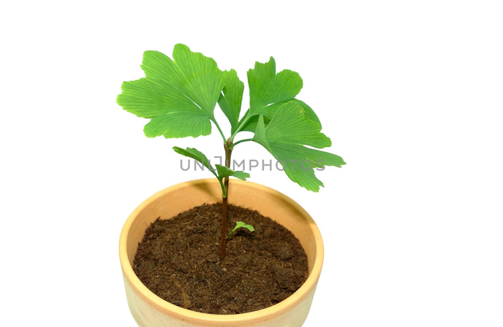 Sapling