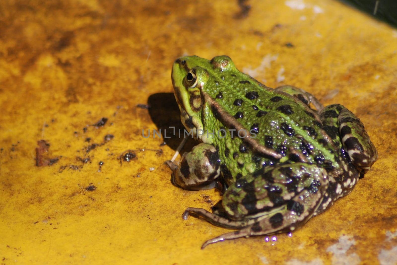 Common water frog