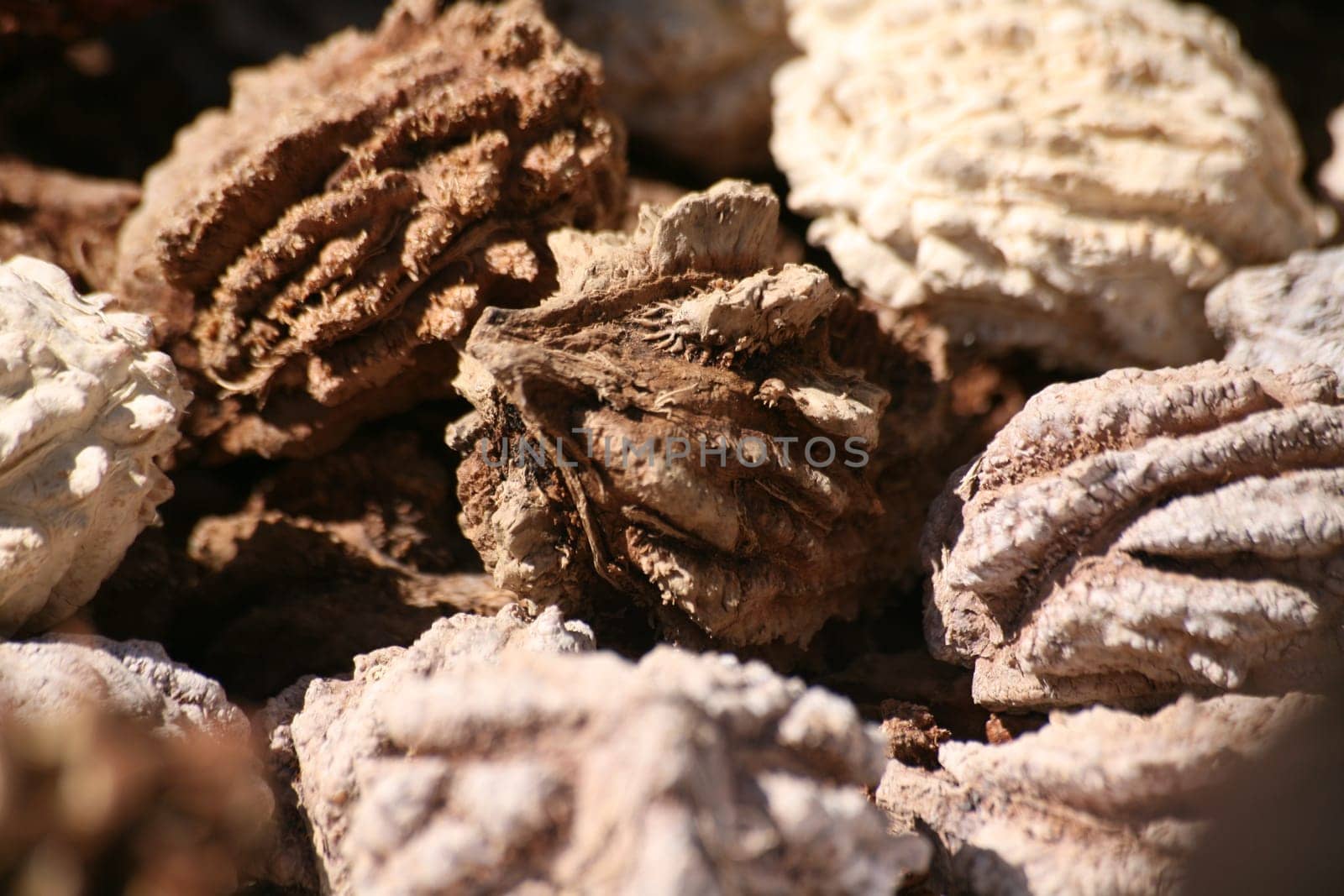 Wild walnut
