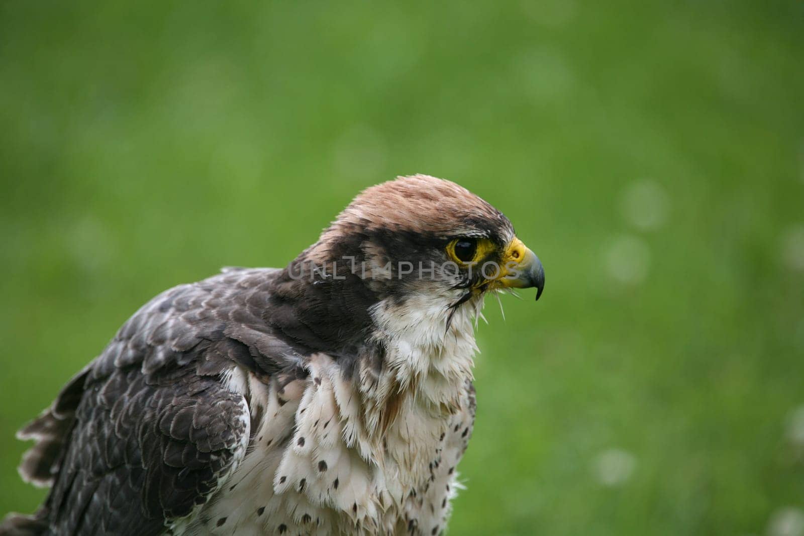 Lanner falcon