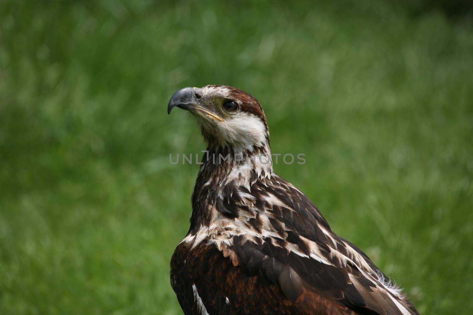 African Fish Eagle