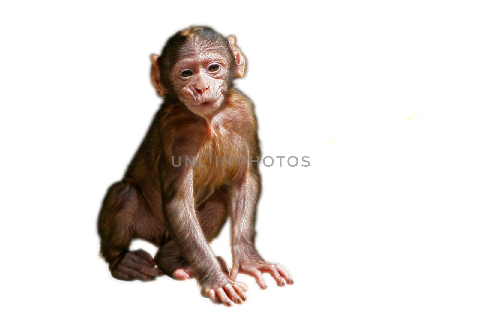 Baby monkey