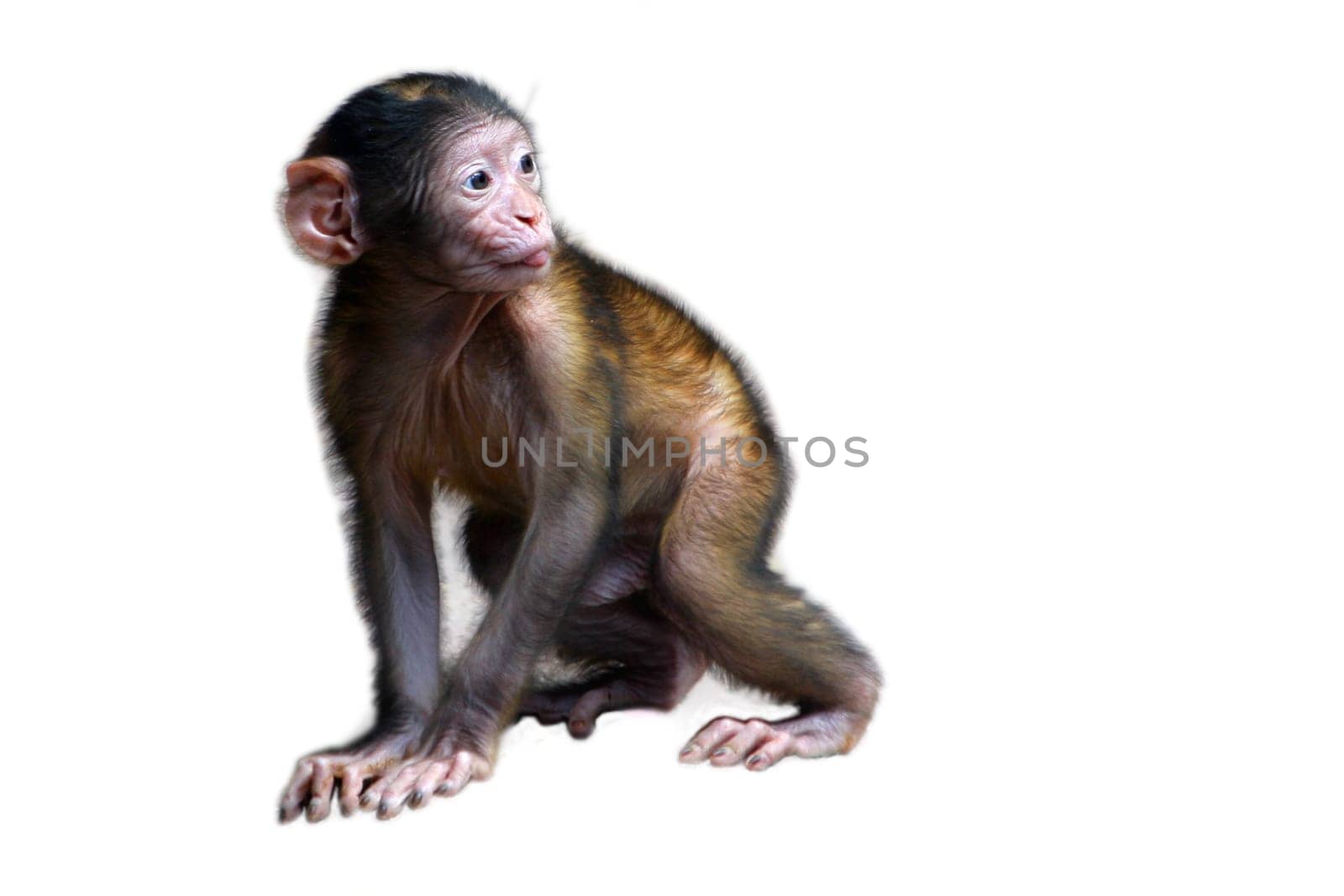 Baby Barbary macaques
