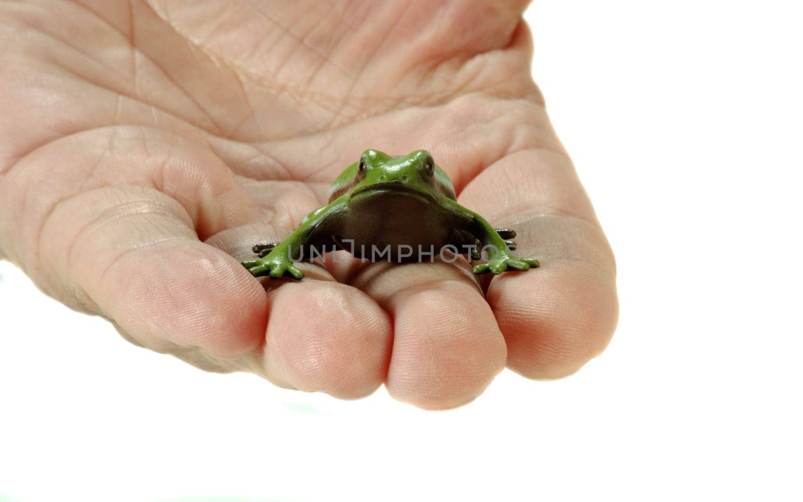 Plastic frog on one hand