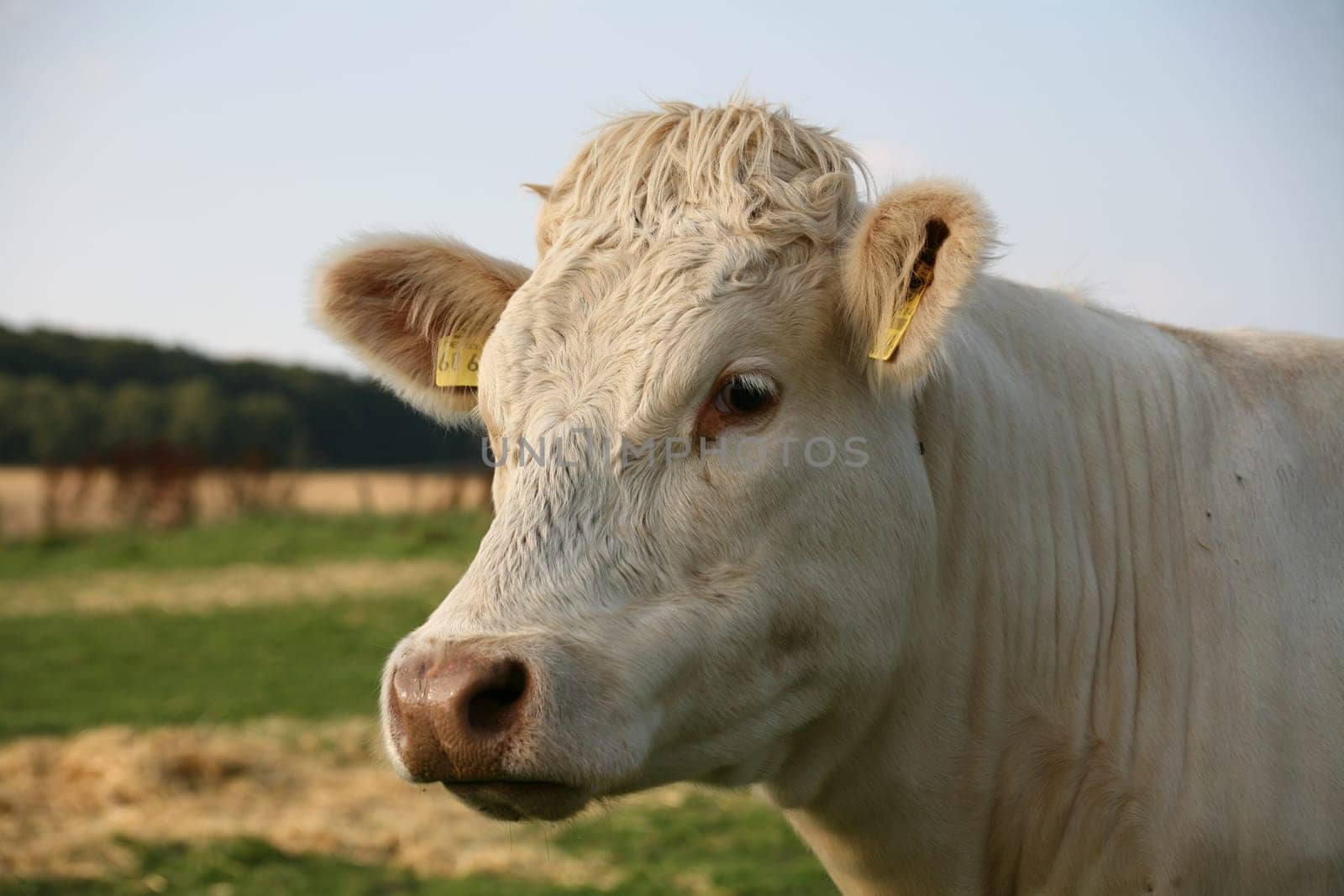 Livestock