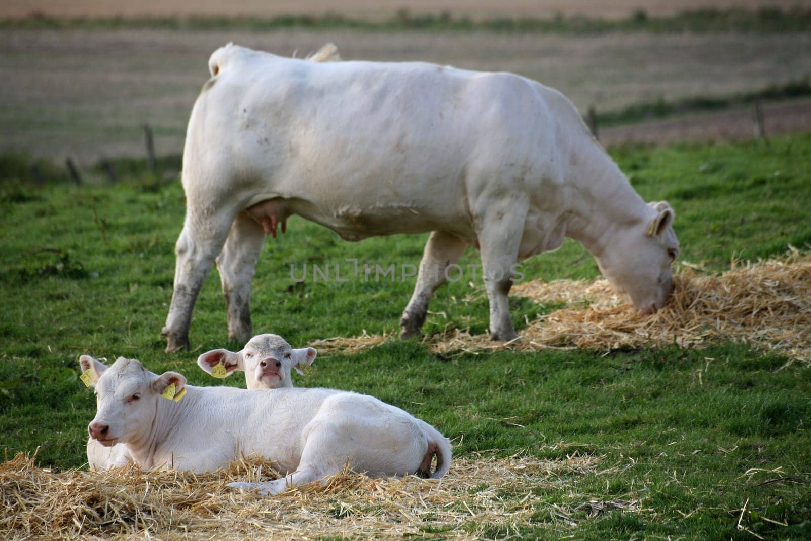 Calves