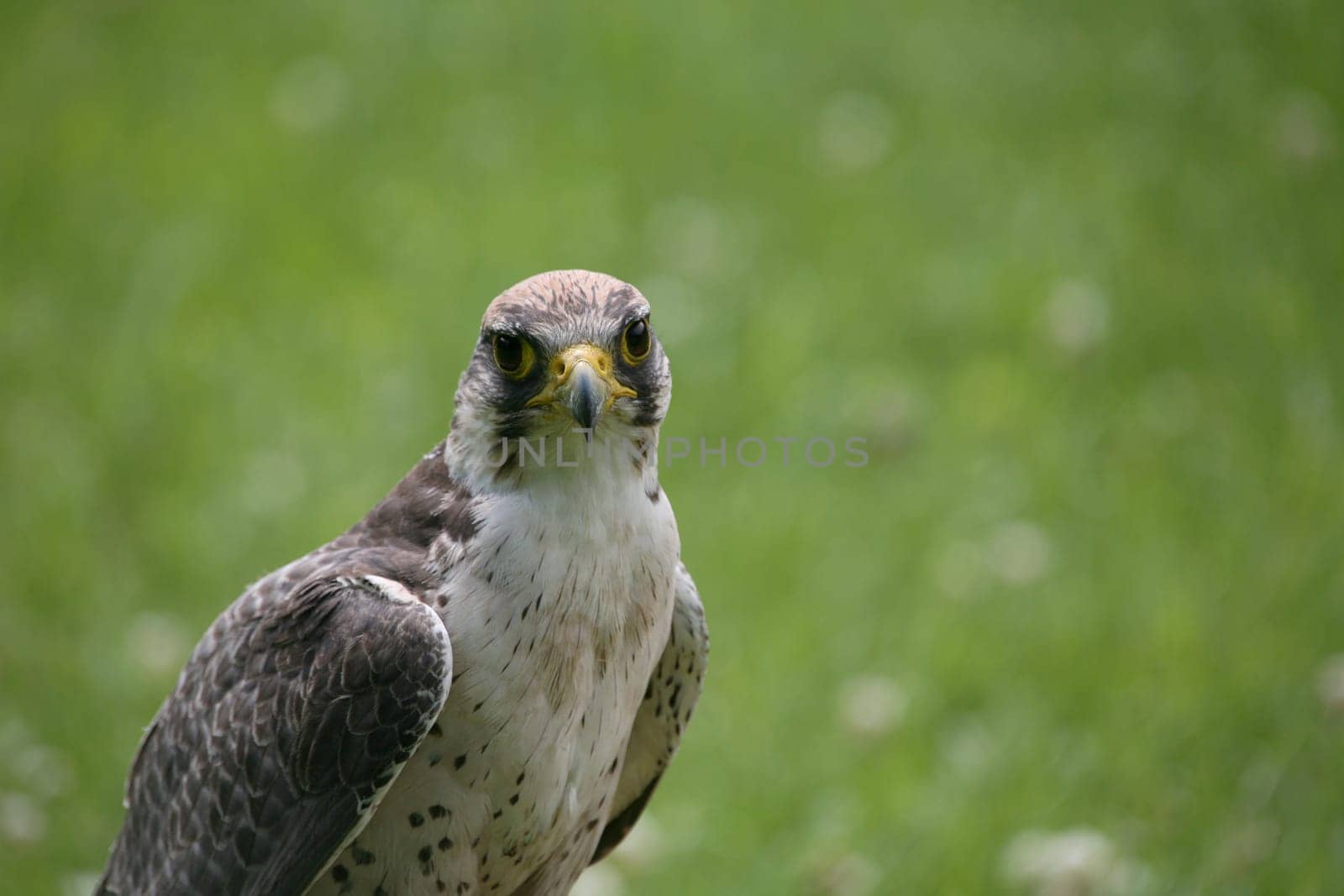 Lanner falcon
