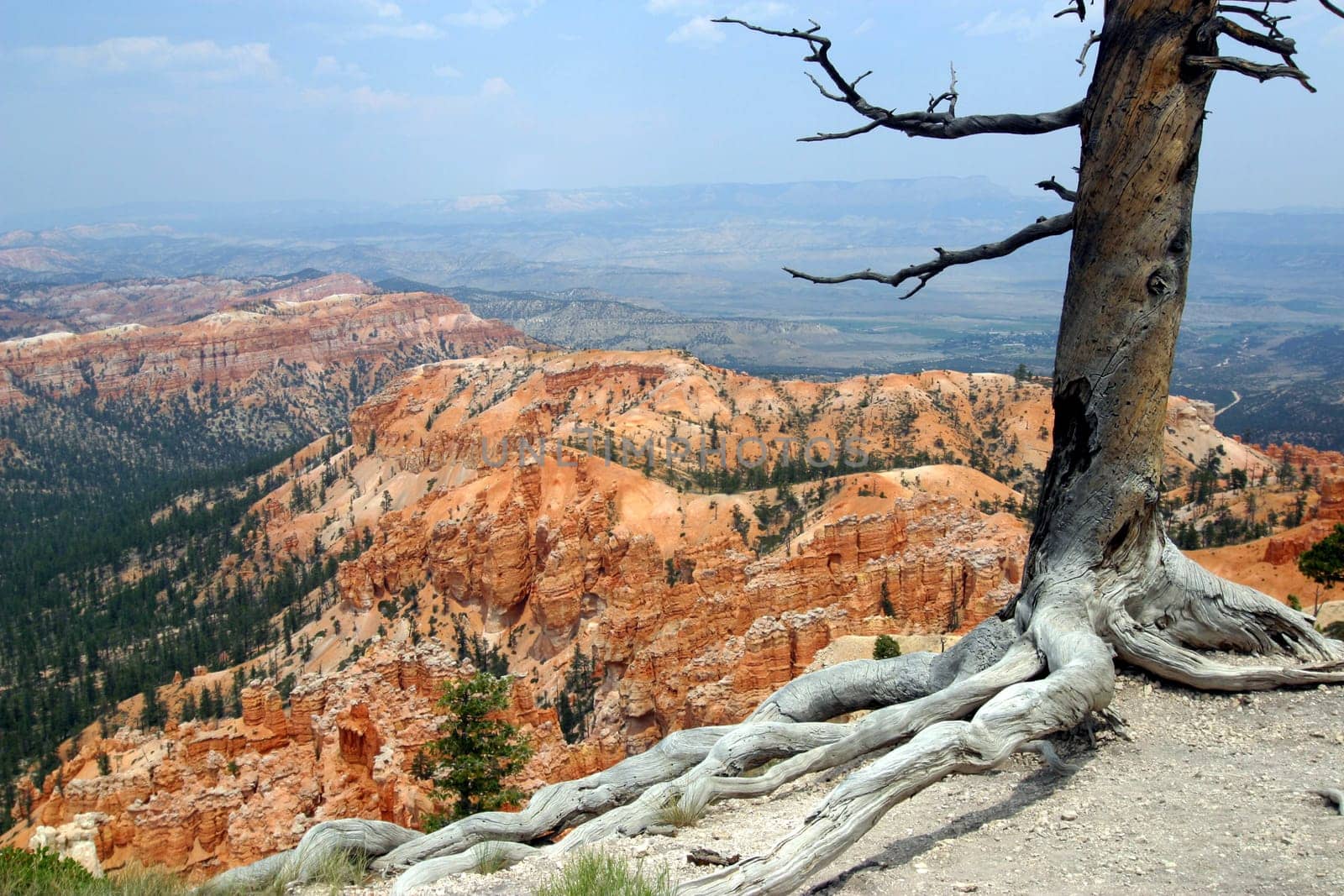 Tree in Bryce Canyon