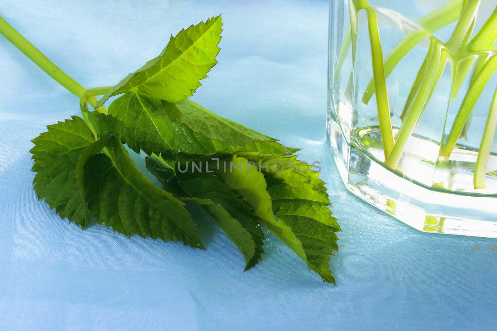 Goutweed
