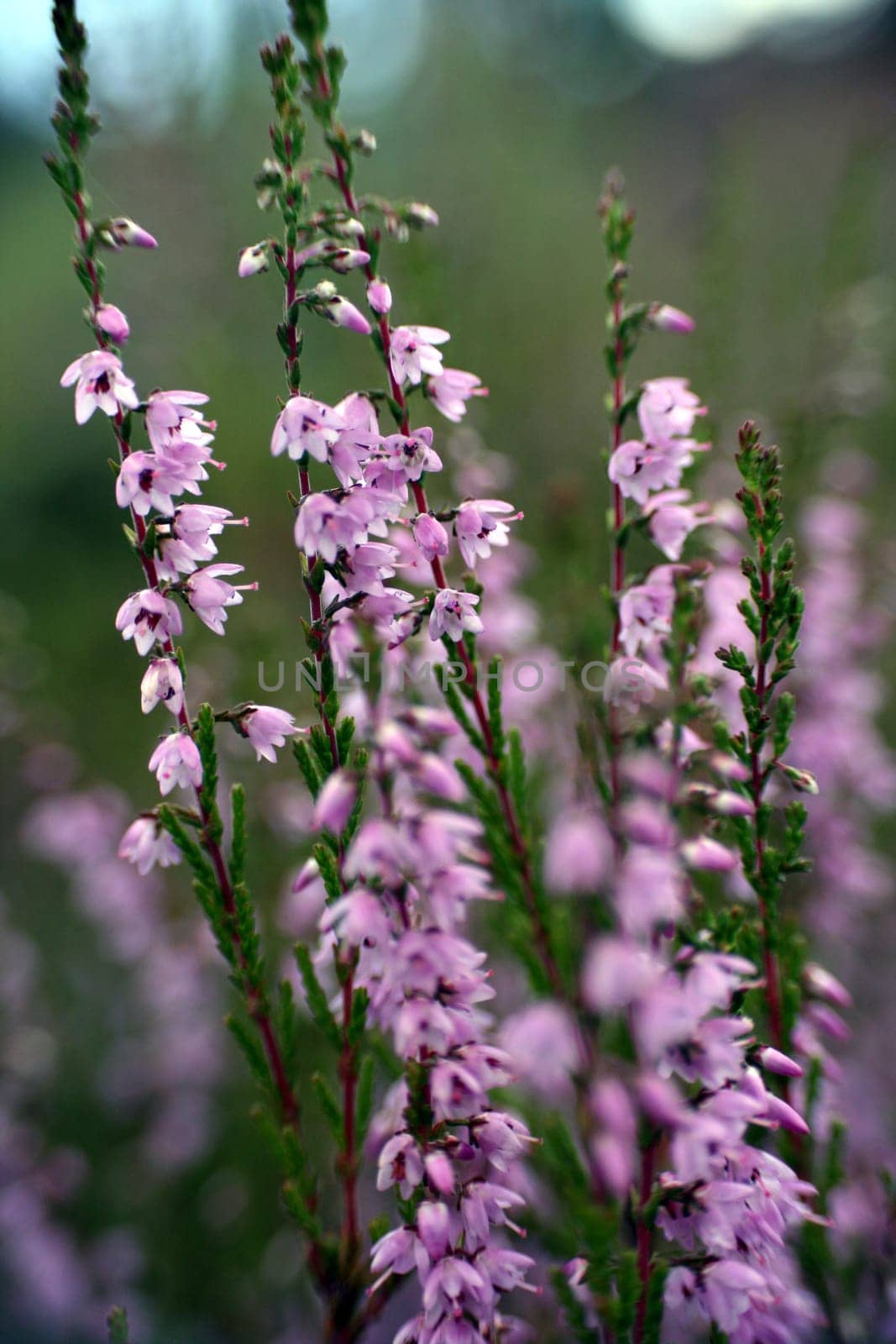 Calluna vulgaris