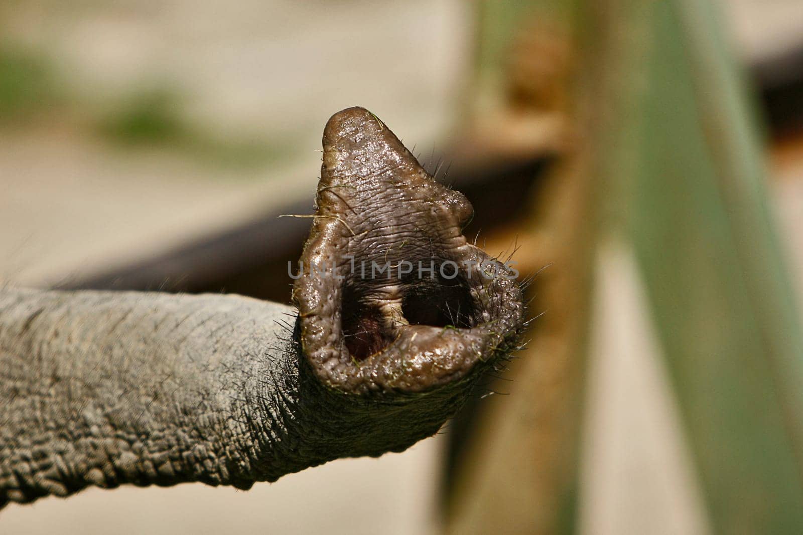 Trunk