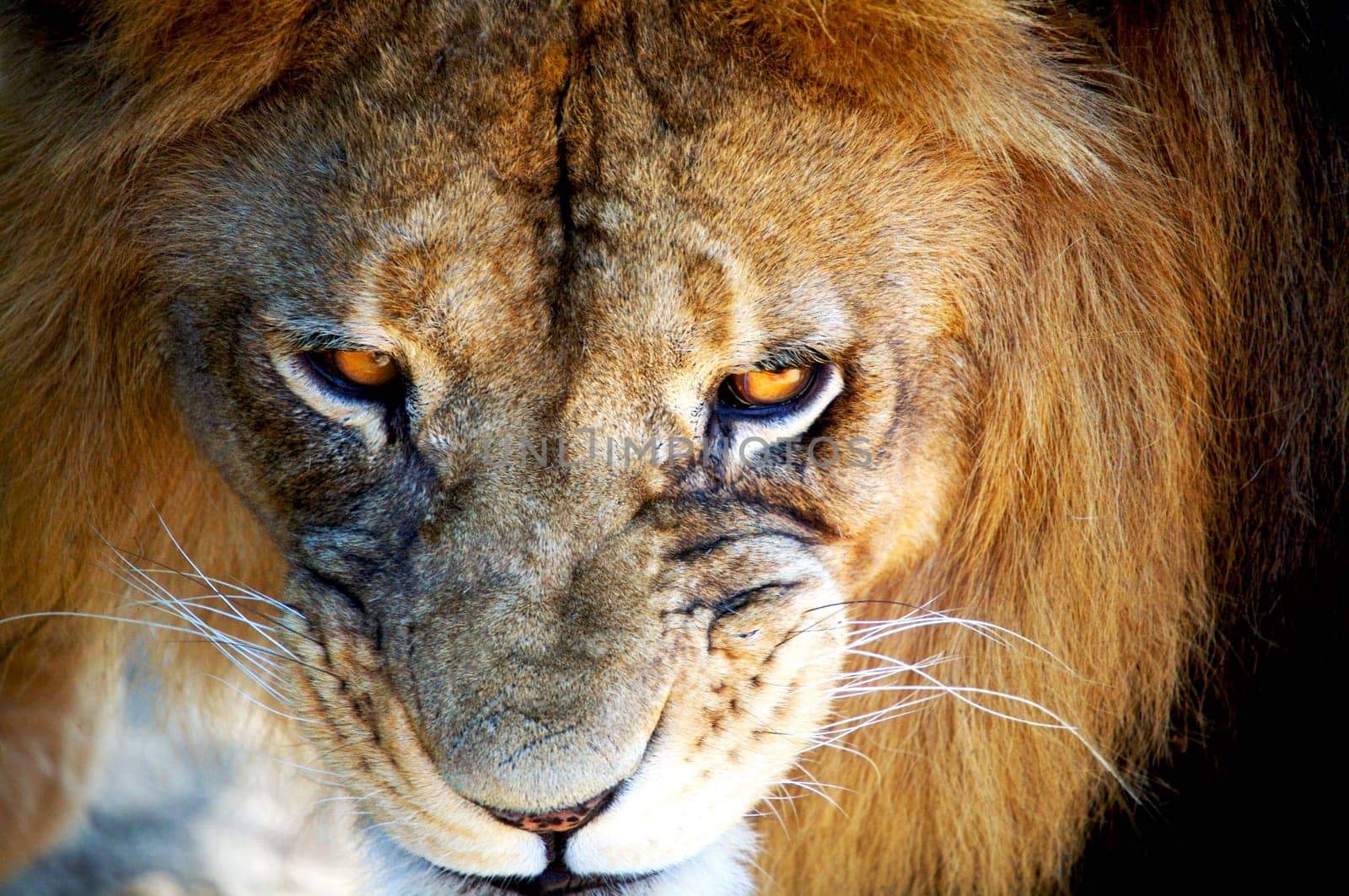 Come closer my friend Grrrrrr