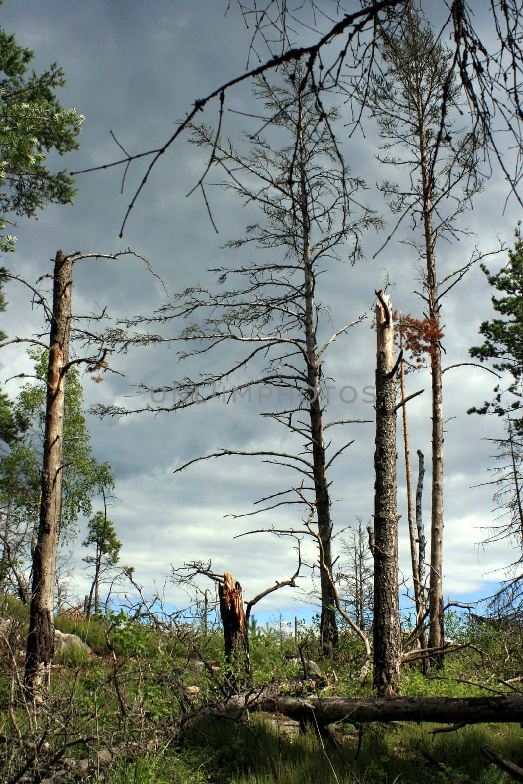 Forest decline