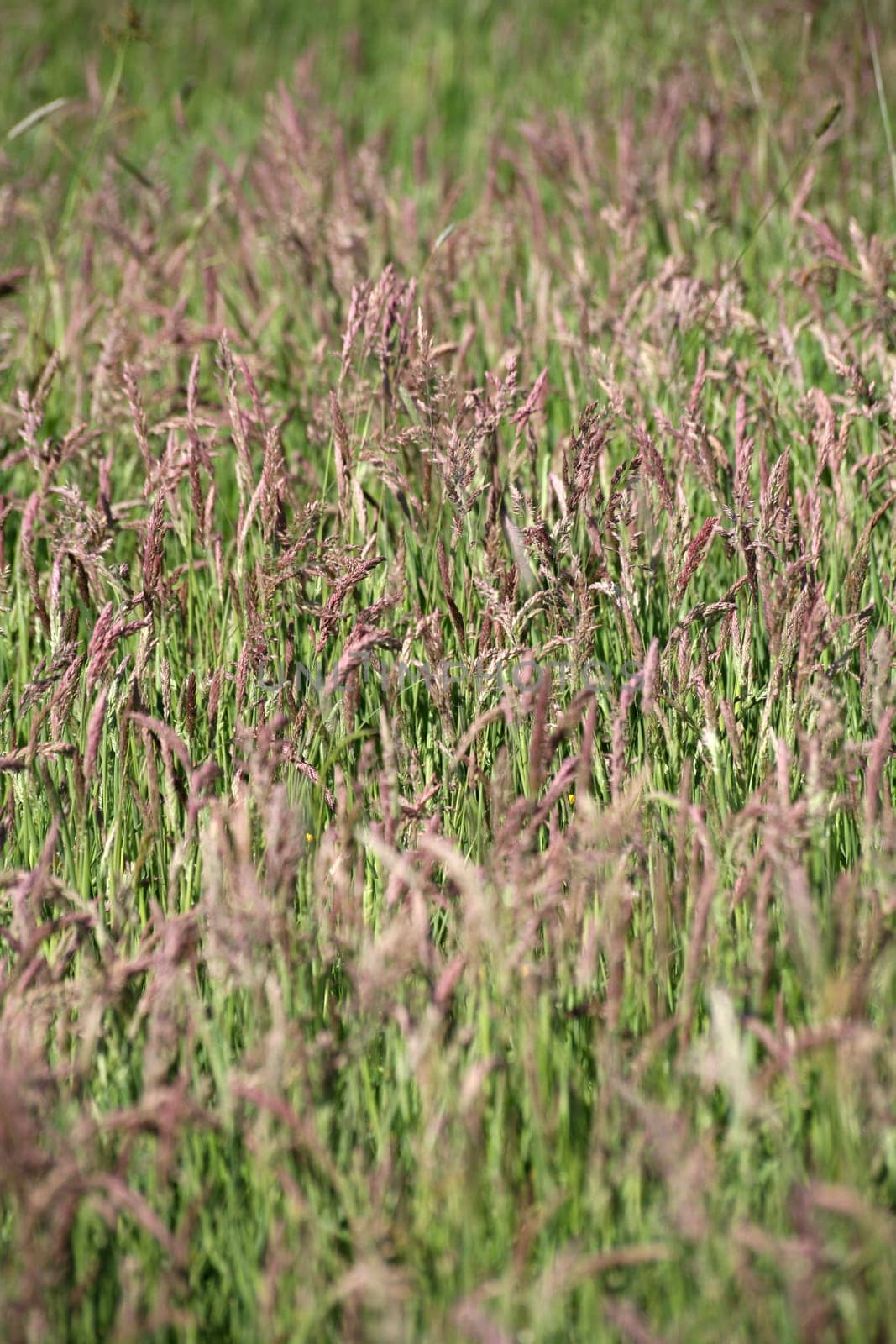 Red fescue