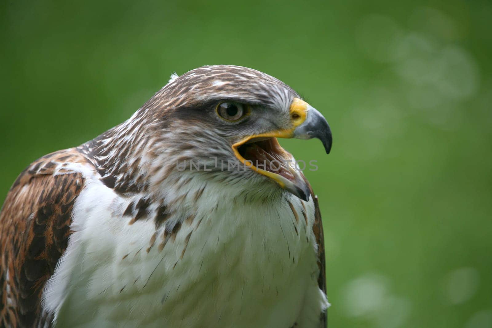 Royal Rough-footed Buzzard