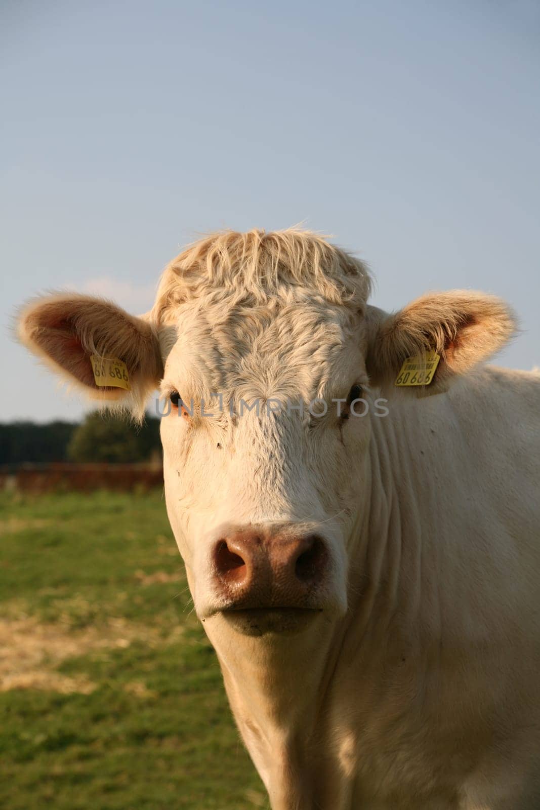 Cattle