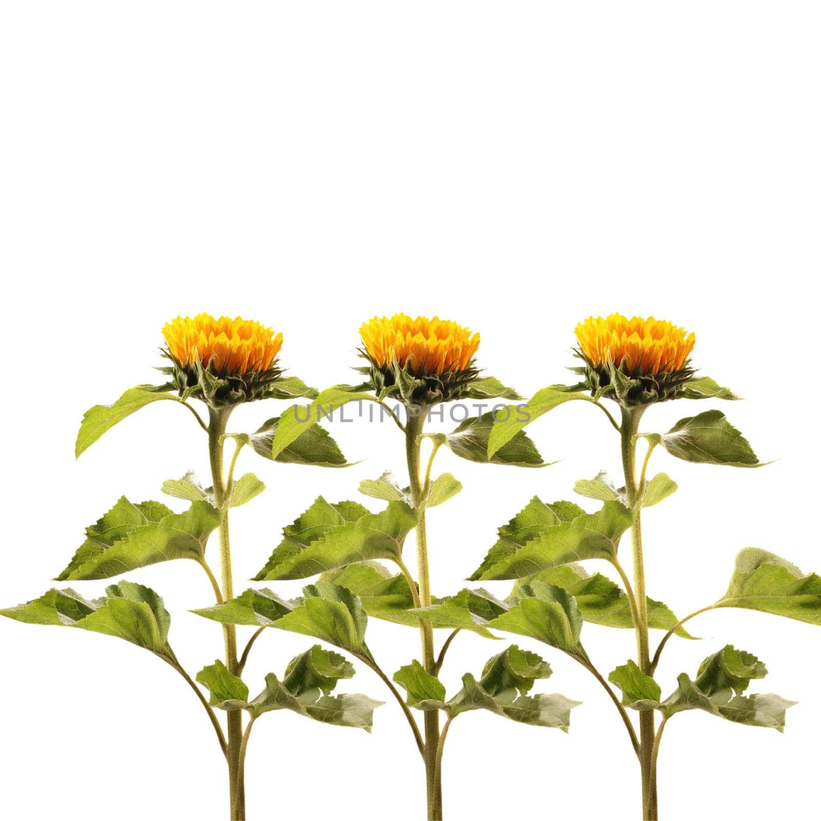 3 sunflowers