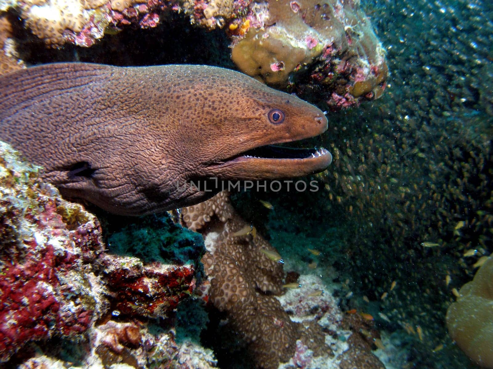 A brown giant moray eel and hundreds of glassfish in the right background came in front of my camera during a dive in the Maldives.
