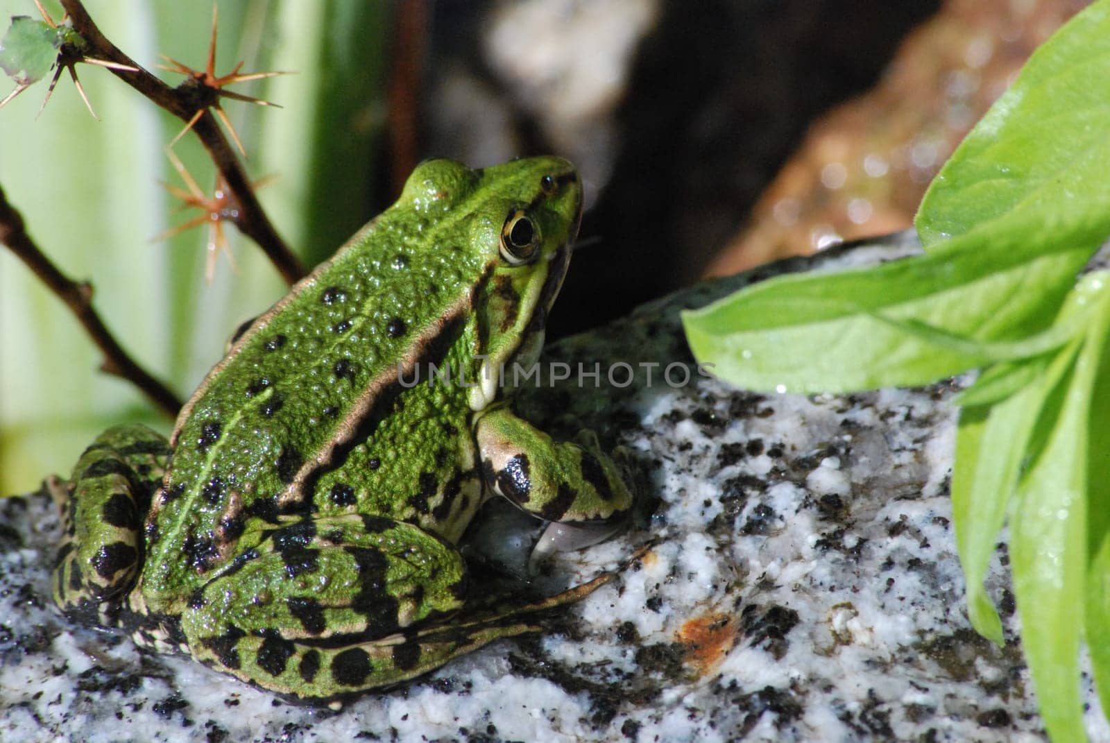 Common water frog