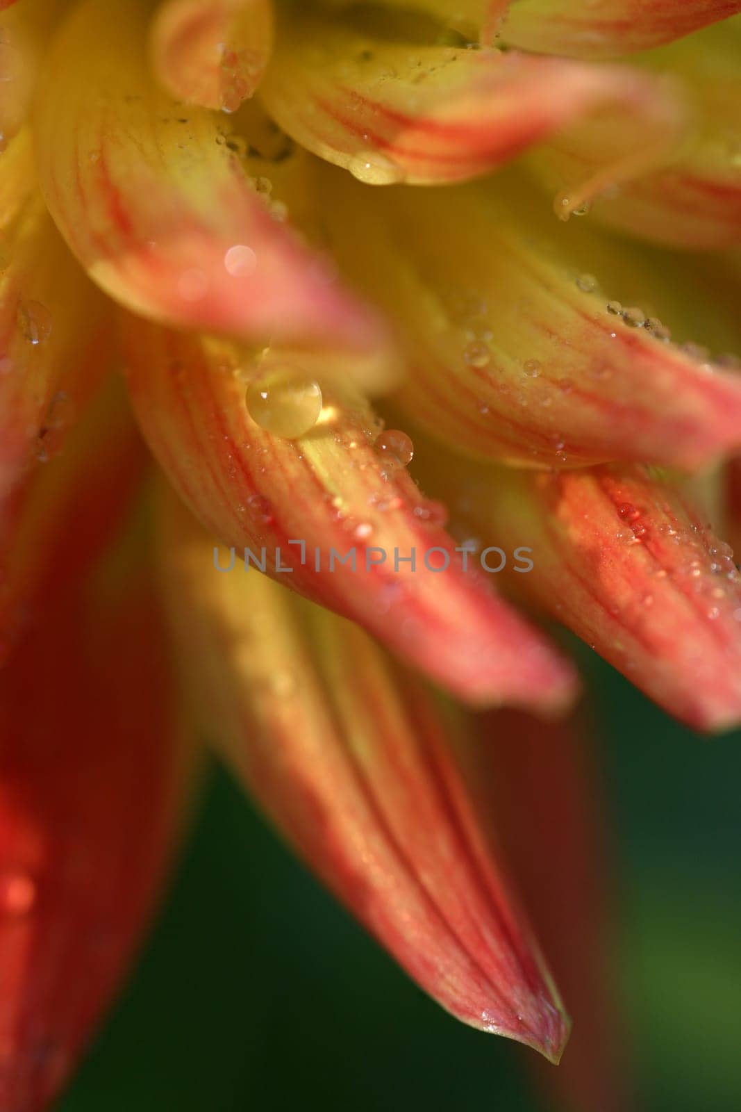 Dahlia