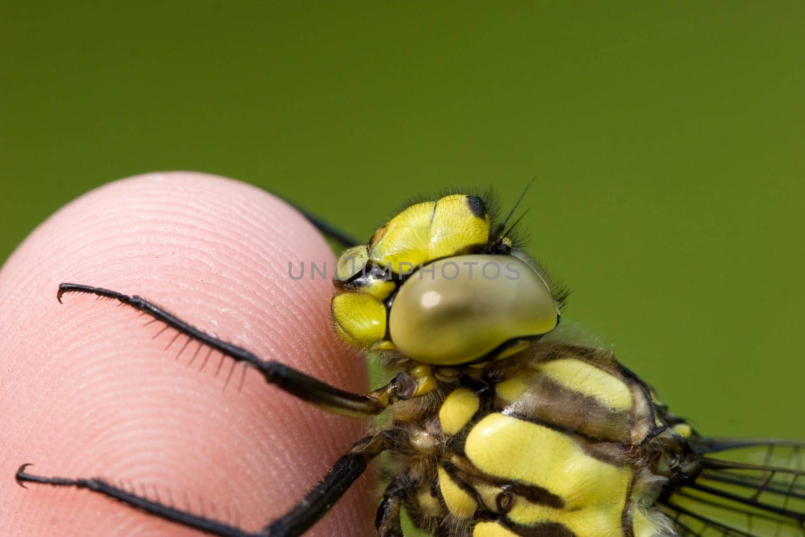 Dragonfly