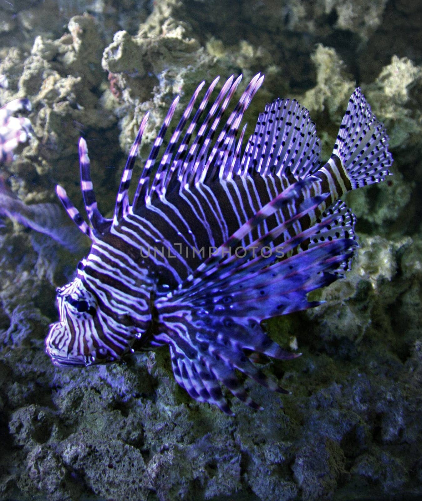 Lionfish