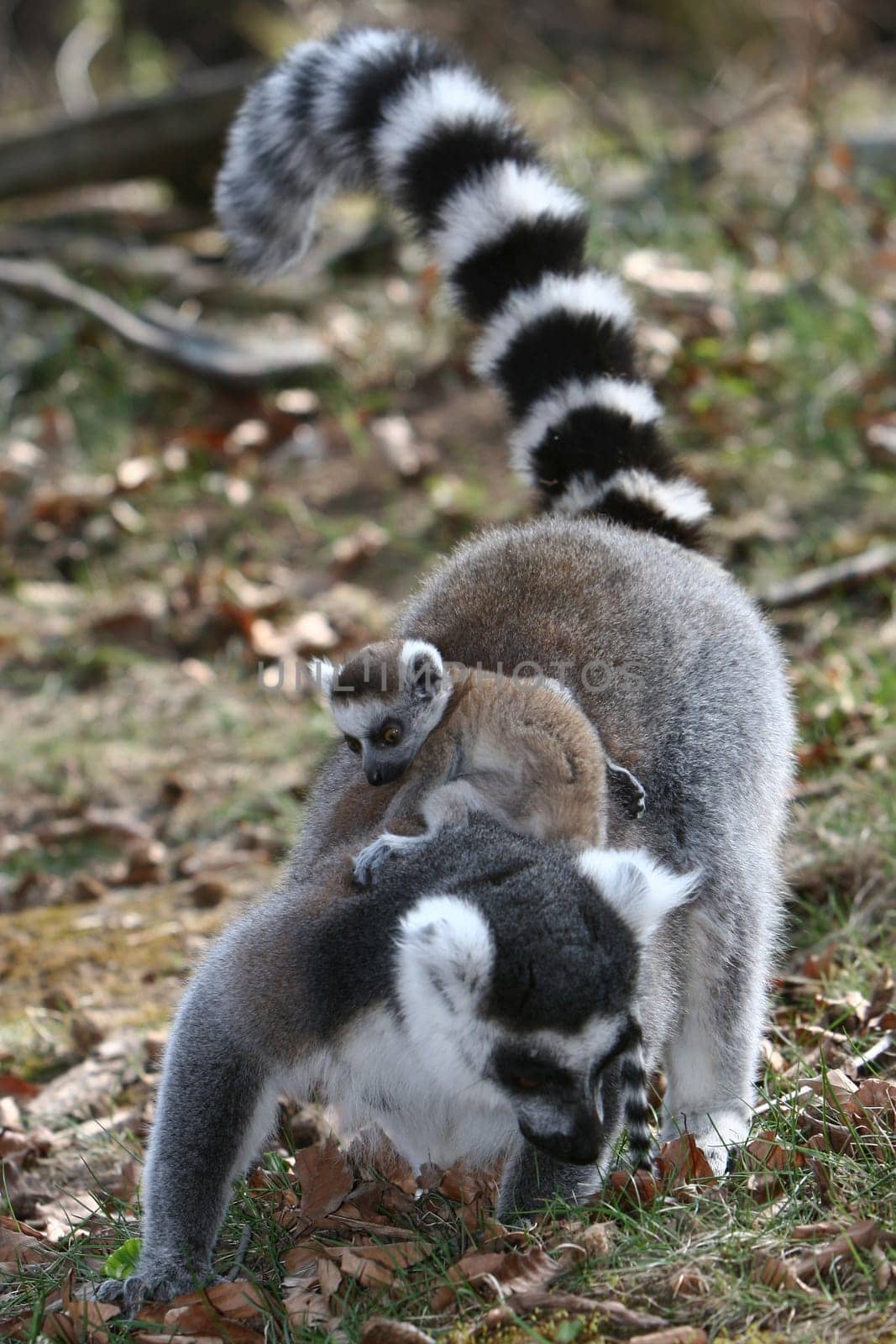 Foraging