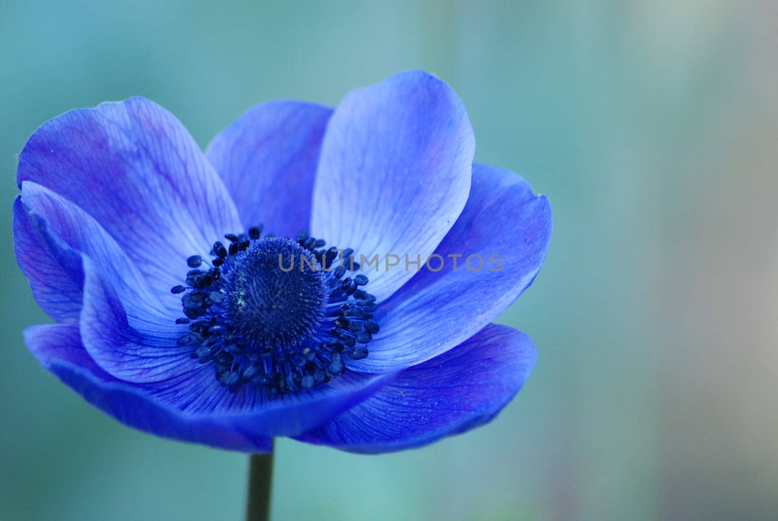 Anemone