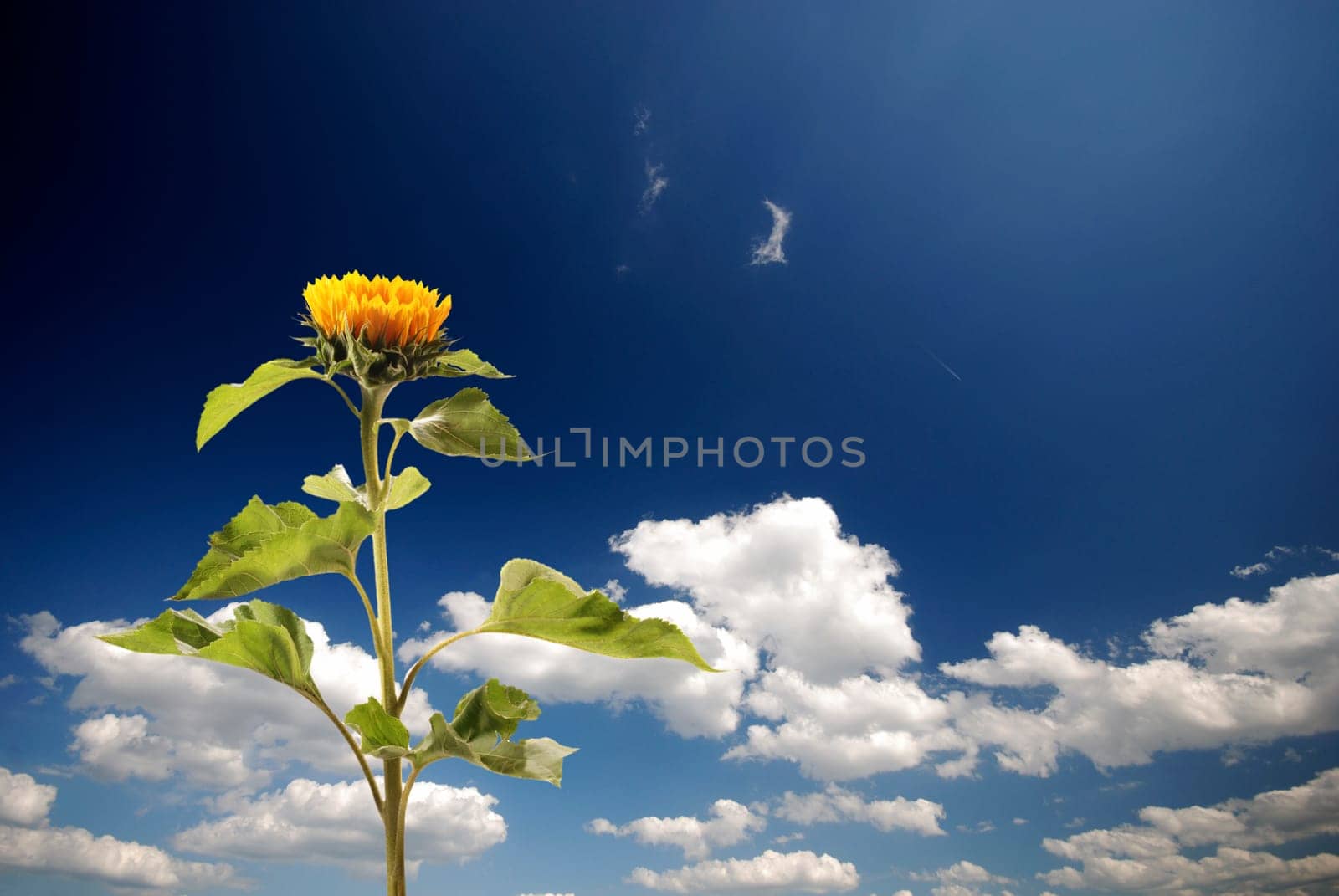 summer without food