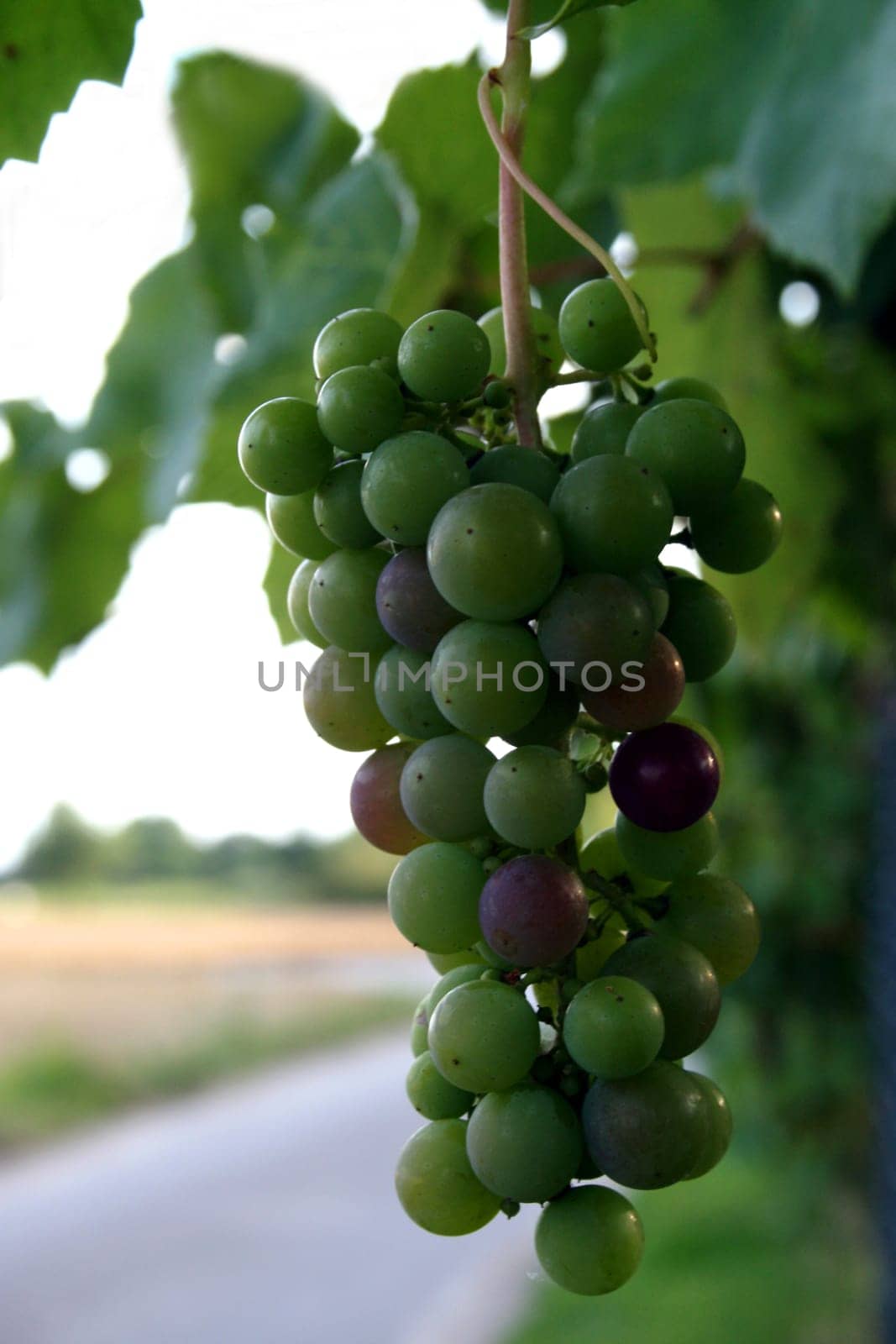 Wild wine