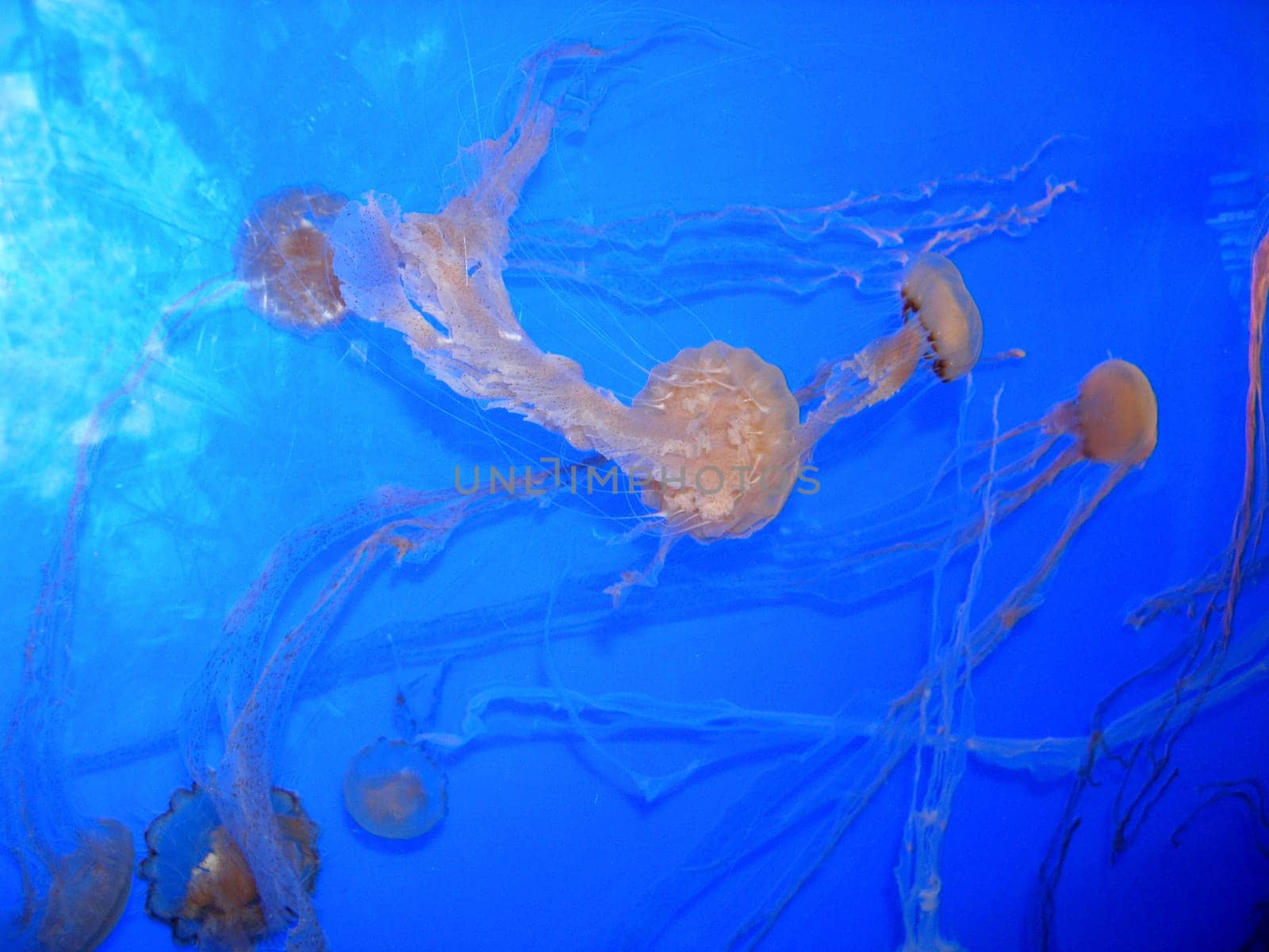 Recorded at Sea World Singapore.