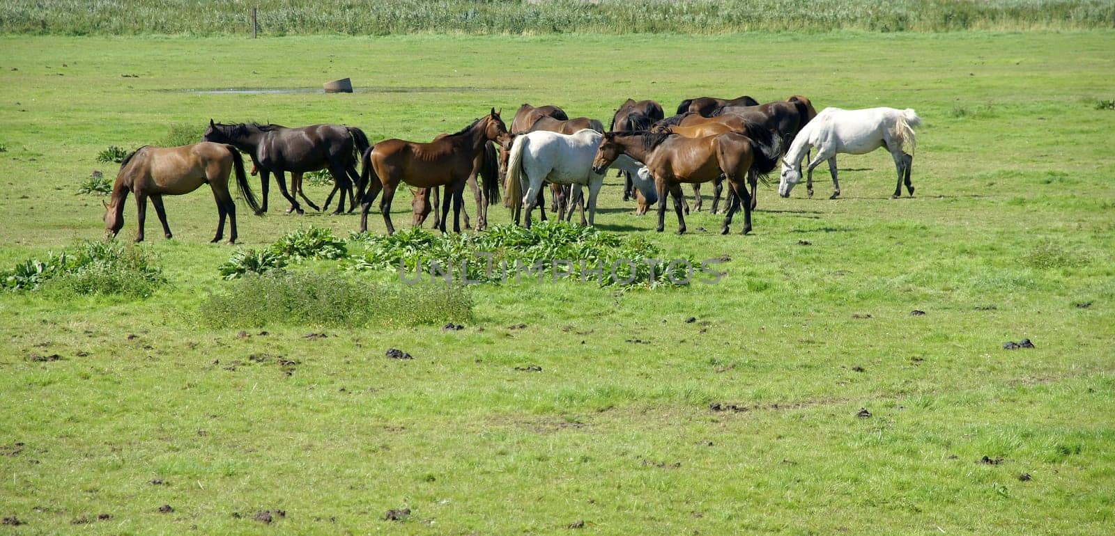 Horse herd