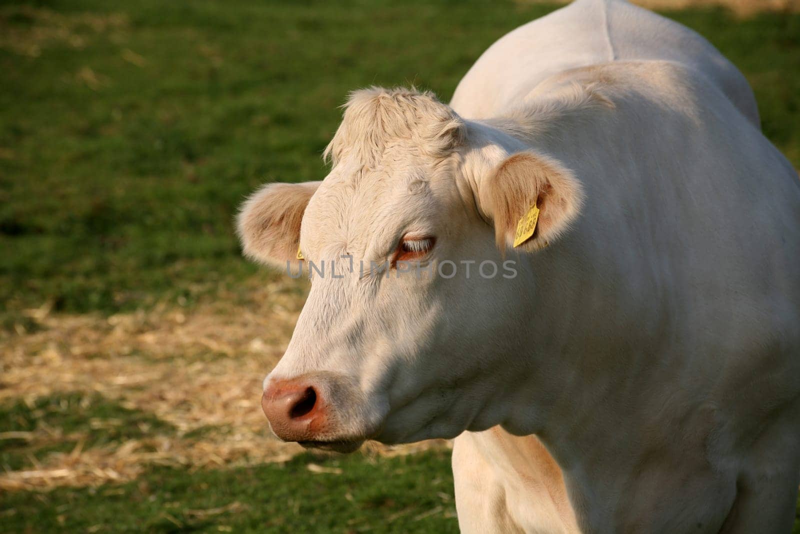Livestock