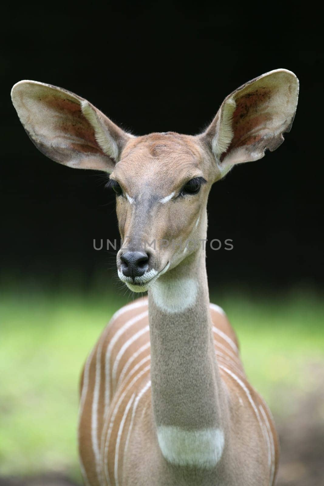 Lesser kudu