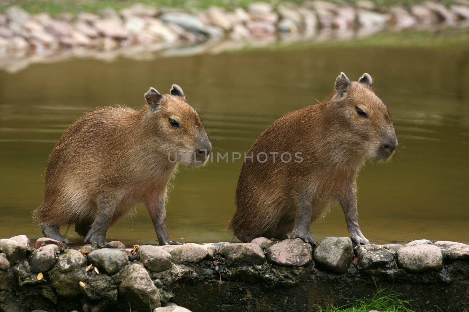 Capybara