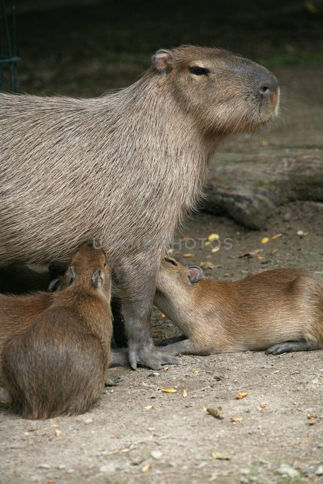 Capybaras (Hydrochoerus hydrochaeris)