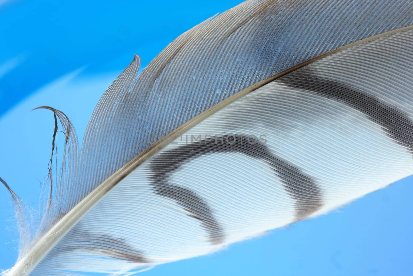 Hawk feather in blue light