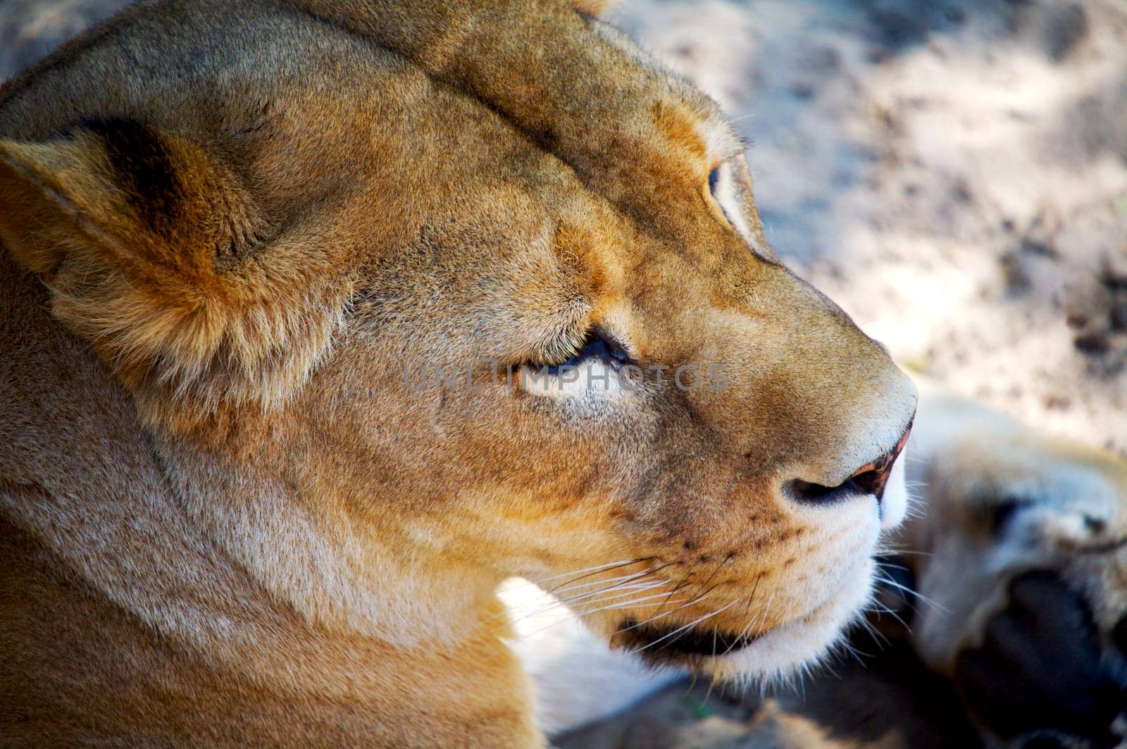 Chilling Lion