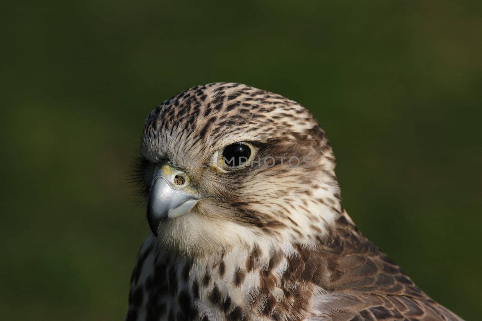 Saker