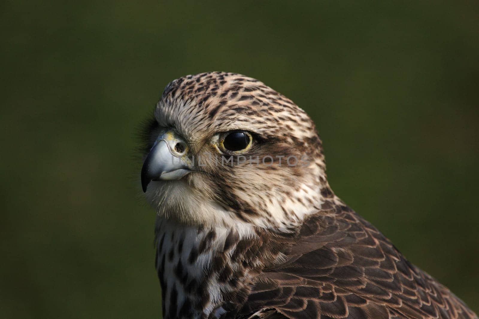 Saker