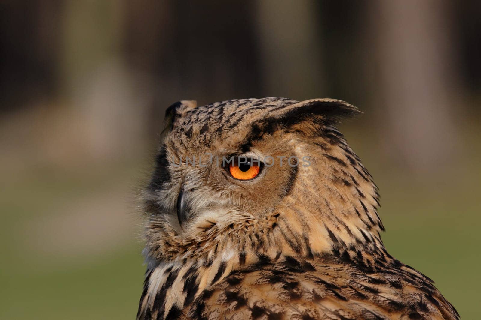 Eagle owl