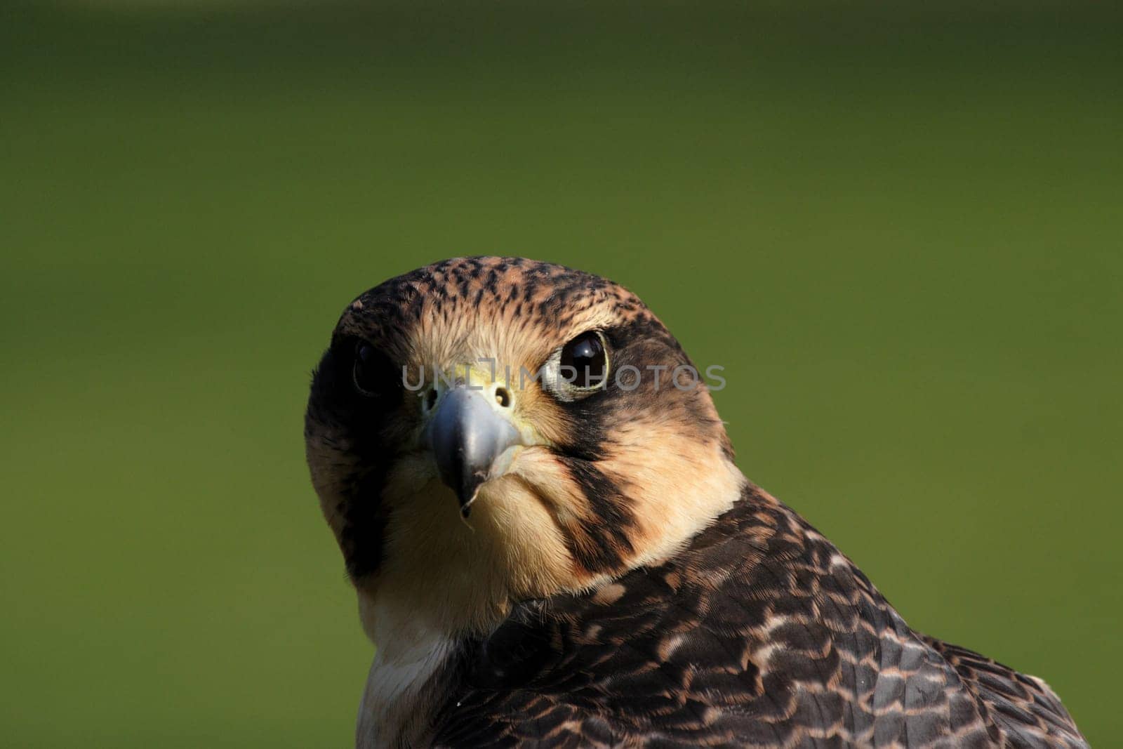 Peregrine falcon