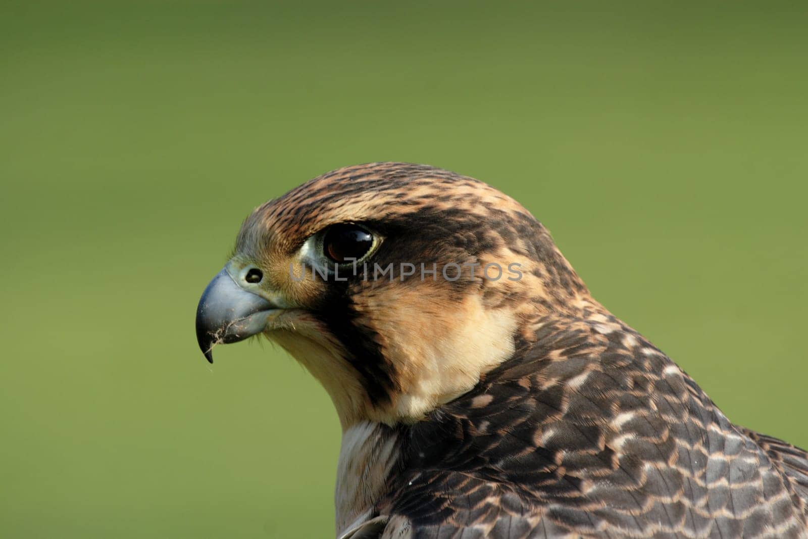 Peregrine falcon
